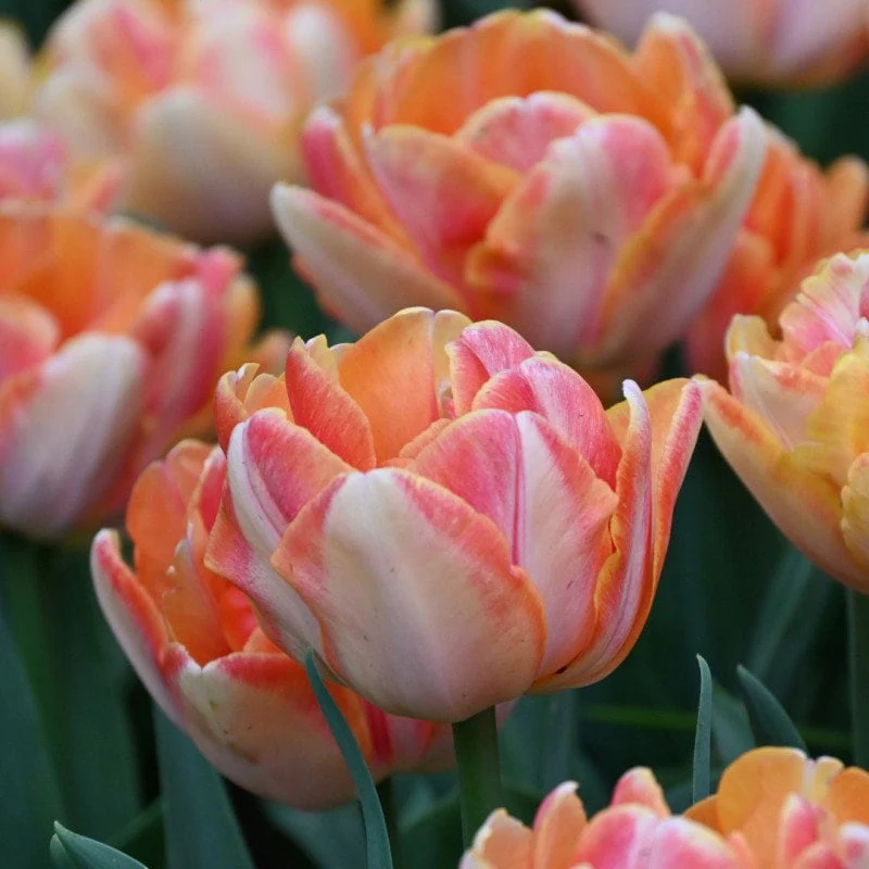 Tulip Foxy Foxtrot