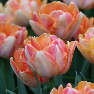 Tulip Foxy Foxtrot