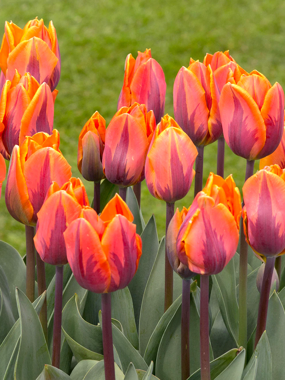 Tulip Princess Irene