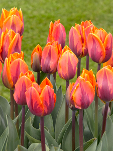 Tulip Princess Irene