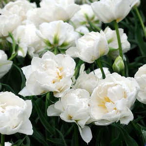 Tulip Mondial