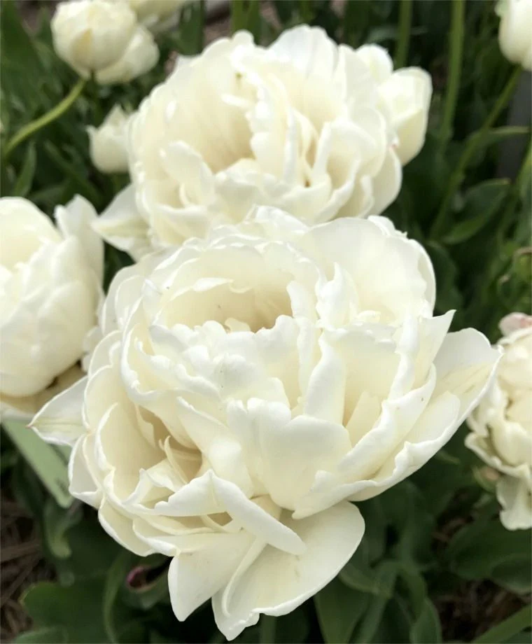 Tulip Double Peony Mount Tacoma