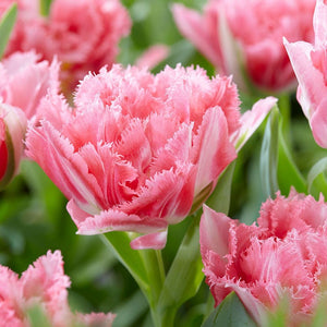 Tulip Double Fringed New Castle