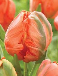 Tulip Avignon Parrot