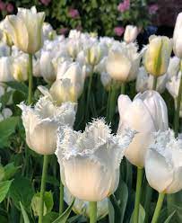 Tulip North End
