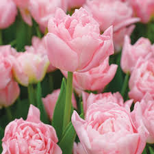 Tulip Dreamer