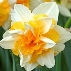 Daffodil Bon Bon