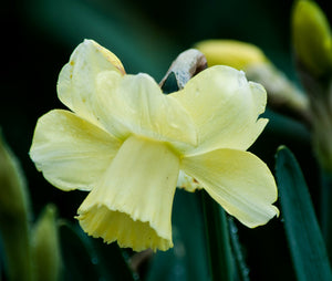 Daffodil Lemon Shake