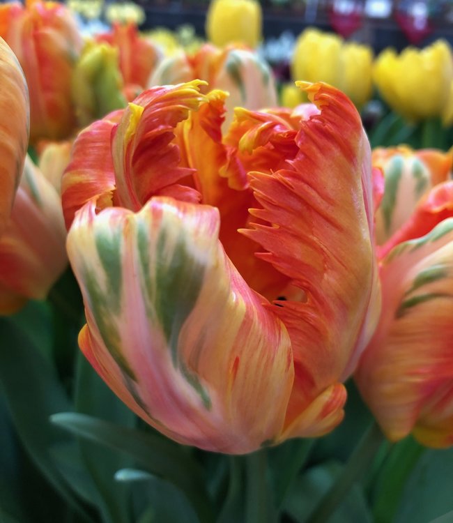 Tulip Parrot King