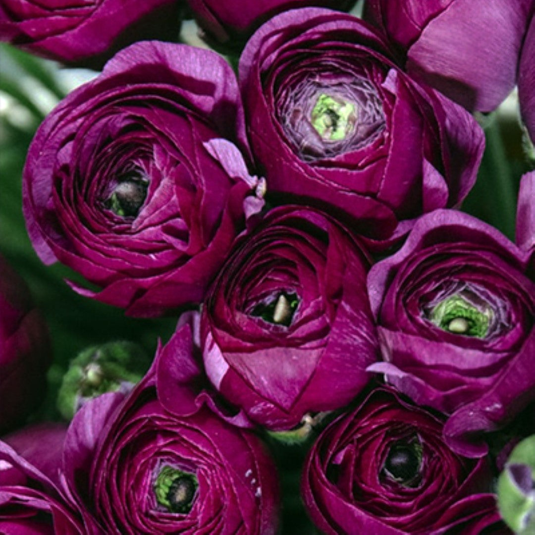 Ranunculus Pauline