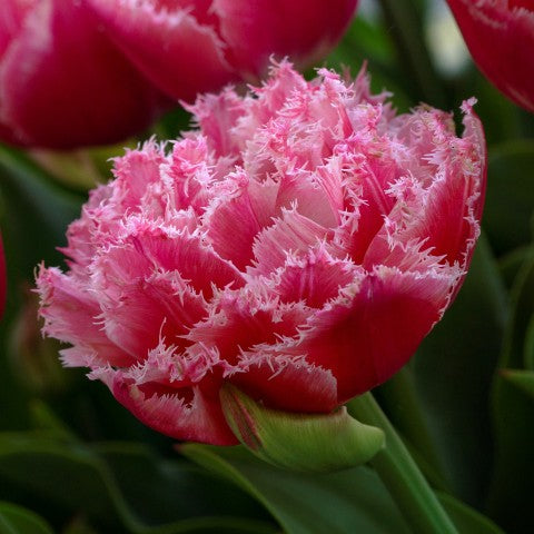 Tulip Queensland